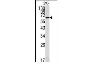 Western blot analysis of MET Antibody (C-term) 320b in 293 cell line lysates (35 μg/lane). (METAP2 Antikörper  (C-Term))