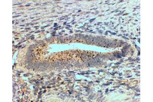 ABIN2559899 (2µg/ml) staining of paraffin embedded Human Uterus. (SFRP4 Antikörper  (Internal Region))