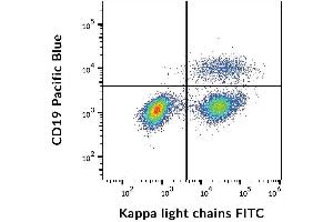 Surface staining of kappa light chains in human peripheral blood cells with anti-kappa light chains (TB28-2) FITC. (kappa Light Chain Antikörper  (FITC))