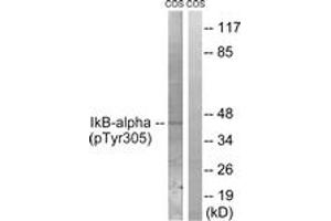 Western blot analysis of extracts from COS7 cells treated with nocodazole 1ug/ml 16h, using IkappaB-alpha (Phospho-Tyr305) Antibody.