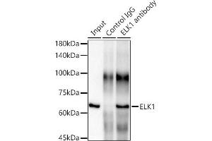 Immunoprecipitation analysis of 300 μg extracts of HeLa cells using 3 μg ELK1 antibody (ABIN7266917). (ELK1 Antikörper)