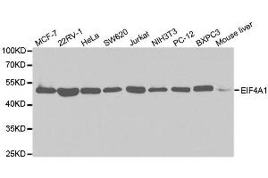Western blot analysis of extracts of various cell lines, using EIF4A1 antibody. (EIF4A1 Antikörper  (AA 1-406))
