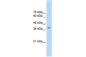WB Suggested Anti-CDK9 Antibody   Titration: 2. (CDK9 Antikörper  (N-Term))