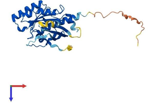 RAB36 Protein (AA 1-267) (His tag)