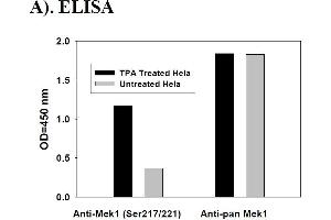Image no. 4 for Mitogen-Activated Protein Kinase Kinase 1 (MAP2K1) ELISA Kit (ABIN1981802)
