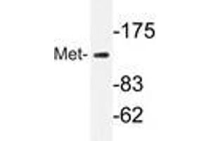 Western blot analyzes of Met antibody in extracts from HepG2 cells. (c-MET Antikörper)