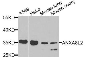 Western blot analysis of extracts of various cells, using ANXA8L2 antibody. (ANXA8L2 Antikörper)