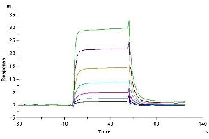 Human IL-2 R beta, hFc Tag captured on CM5 Chip via Protein A can bind Human IL-2, No Tag with an affinity constant of 0.