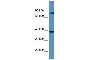 OR2M5 Antikörper  (C-Term)