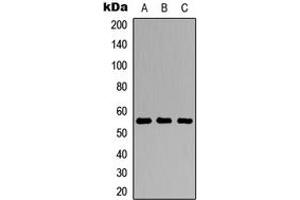 Western blot analysis of TFCP2L1 expression in HEK293T (A), Raw264. (TFCP2L1 Antikörper  (N-Term))