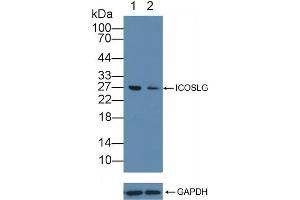 Knockout Varification: Lane 1: Wild-type Jurkat cell lysate, Lane 2: ICOSLG knockout Jurkat cell lysate, Predicted MW: 33kd Observed MW: 27kd Primary Ab: 2 μg/mL Rabbit Anti-Human ICOSLG Antibody Second Ab: 0. (ICOSLG Antikörper  (AA 23-249))