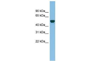 GDAP2 antibody used at 0. (GDAP2 Antikörper  (N-Term))