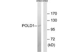 Western blot analysis of extracts from K562 cells, using POLD1 Antibody.