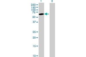 Western Blot analysis of JRK expression in transfected 293T cell line by JRK MaxPab polyclonal antibody. (JRK Antikörper  (AA 1-568))