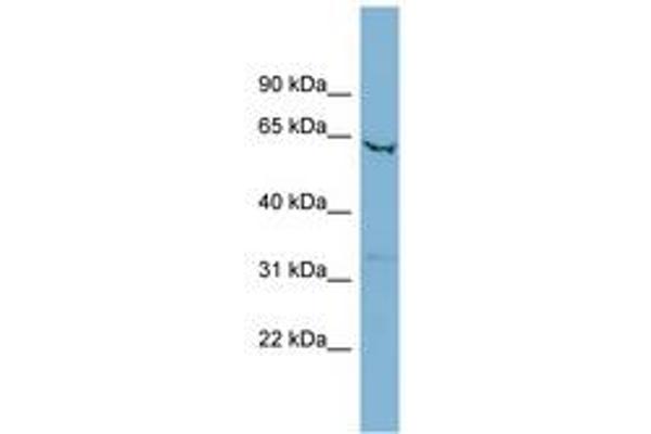 SLC25A21 antibody  (AA 215-264)