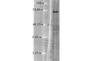 KCNQ1 (S37A 10) mink KvLQT1 in T CHO. (KCNQ1 Antikörper  (AA 2-101))