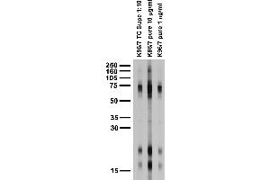 Adult rat brain membrane immunoblot. (Olfactomedin 1 Antikörper  (pan))
