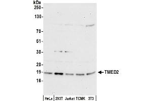anti-Transmembrane Emp24 Domain Trafficking Protein 2 (TMED2) (AA 25-75) antibody