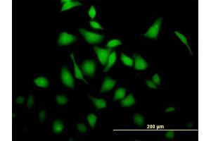 Immunofluorescence (IF) image for anti-Brain and Reproductive Organ-Expressed (TNFRSF1A Modulator) (BRE) (AA 1-415) antibody (ABIN523069)