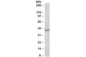 Western blot testing of human heart lysate with POU4F3 antibody at 0. (POU4F3 Antikörper)