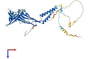 P2RX2 Protein (AA 1-471) (His tag)