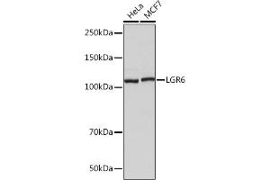Western blot analysis of extracts of various cell lines, using LGR6 Rabbit mAb (ABIN7268235) at 1:1000 dilution. (LGR6 Antikörper)