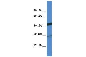 WB Suggested Anti-Dgat2 Antibody Titration: 1. (DGAT2 Antikörper  (C-Term))