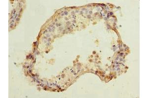 Immunohistochemistry of paraffin-embedded human testis tissue using ABIN7148124 at dilution of 1:100 (CCDC42 Antikörper  (AA 1-242))