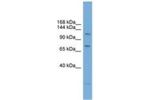 Image no. 1 for anti-Poly (ADP-Ribose) Polymerase Family, Member 10 (PARP10) (AA 251-300) antibody (ABIN6744730) (PARP10 Antikörper  (AA 251-300))