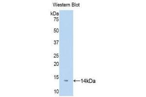 Western Blotting (WB) image for anti-D-Dopachrome Tautomerase (DDT) (AA 2-118) antibody (Biotin) (ABIN1176184) (DDT Antikörper  (AA 2-118) (Biotin))