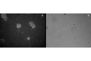 Image no. 1 for anti-Forkhead Box P3 (FOXP3) (C-Term) antibody (ABIN374156) (FOXP3 Antikörper  (C-Term))