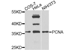 Western blot analysis of extracts of various cell lines, using PCNA antibody (ABIN3069396) at 1/1000 dilution.