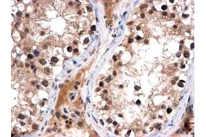 ABIN185038 (2µg/ml) staining of paraffin embedded Human Testis. (FOXI1 Antikörper  (C-Term))