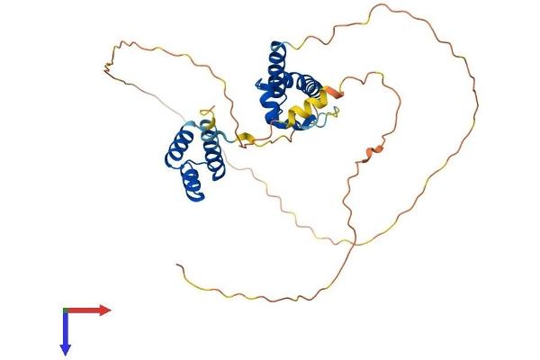 POU4F3 Protein (AA 1-338) (His tag)