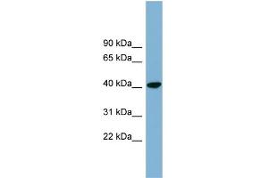 WB Suggested Anti-PINX1 Antibody Titration: 0. (PINX1 Antikörper  (N-Term))