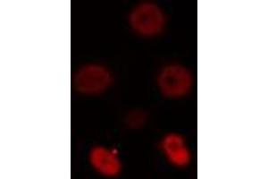 ABIN6274512 staining NIH-3T3 cells by IF/ICC.
