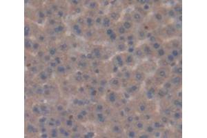 IHC-P analysis of Rat Tissue, with DAB staining. (PPARG Antikörper  (AA 311-493))