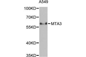 Western blot analysis of extracts of A-549 cells, using MTA3 antibody (ABIN5971296) at 1/1000 dilution. (MTA3 Antikörper)