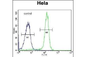 FA Antibody (Center) (ABIN653672 and ABIN2843004) flow cytometric analysis of Hela cells (right histogram) compared to a negative control cell (left histogram).