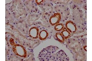 IHC image of ABIN7127447 diluted at 1:100 and staining in paraffin-embedded human kidney tissue performed on a Leica BondTM system. (Rekombinanter CYP1A2 Antikörper)