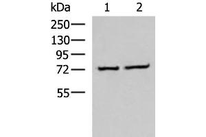 Western blot analysis of K562 and Jurkat cell lysates using CSTF3 Polyclonal Antibody at dilution of 1:650