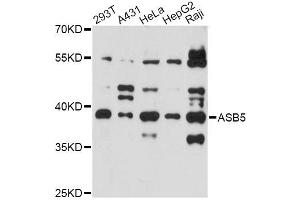 Western blot analysis of extracts of various cell lines, using ASB5 antibody (ABIN6294089) at 1:3000 dilution.
