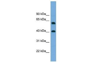 TERF2IP antibody used at 1 ug/ml to detect target protein.