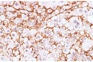 Immunohistochemistry of paraffin-embedded Rat liver using BSG Polyclonal Antibody at dilution of 1:200 (CD147 Antikörper)