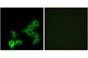 Immunofluorescence (IF) image for anti-G Protein-Coupled Bile Acid Receptor 1 (GPBAR1) (AA 11-60) antibody (ABIN2890861) (GPBAR1 Antikörper  (AA 11-60))