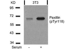 Western blot analysis of extracts from 3T3 cells untreated or treated with serum using Paxillin(Phospho-Tyr118) Antibody. (Paxillin Antikörper  (pTyr118))