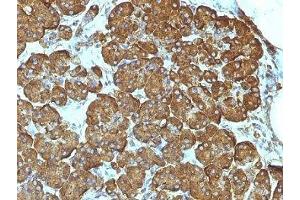 Formalin-fixed, paraffin-embedded human pancreas stained with Cytochrome C antibody (7H8.