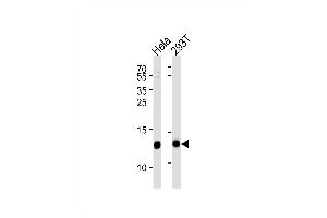 VP8 Antibody (N-term) (ABIN1881988 and ABIN2838440) western blot analysis in Hela,293T cell line lysates (35 μg/lane). (VAMP8 Antikörper  (N-Term))