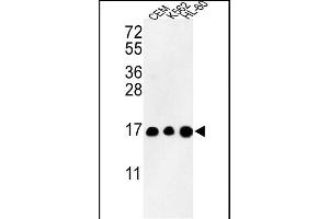Western blot analysis of HIST3H3 Antibody (N-term) (ABIN652866 and ABIN2842563) in CEM, K562, HL-60 cell line lysates (35 μg/lane). (Histone 3 Antikörper  (N-Term))
