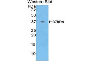 Western Blotting (WB) image for anti-Defensin beta 2 (BD-2) (AA 23-63) antibody (ABIN1858624) (beta 2 Defensin Antikörper  (AA 23-63))